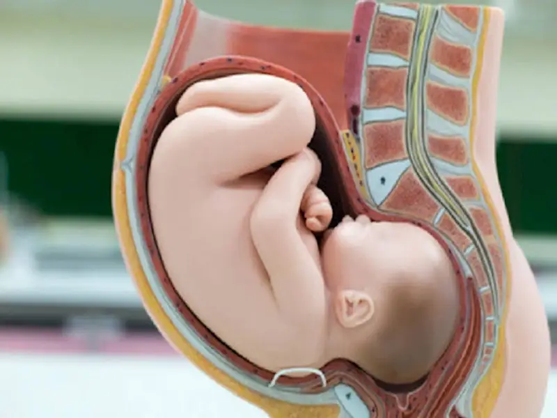 Model anatomiczny przedstawia dziecko w łonie matki w prawidłowym **położeniu główkowym**.